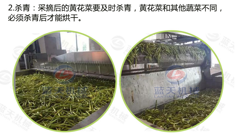 黃花菜網(wǎng)帶烘干機(jī)烘干工藝