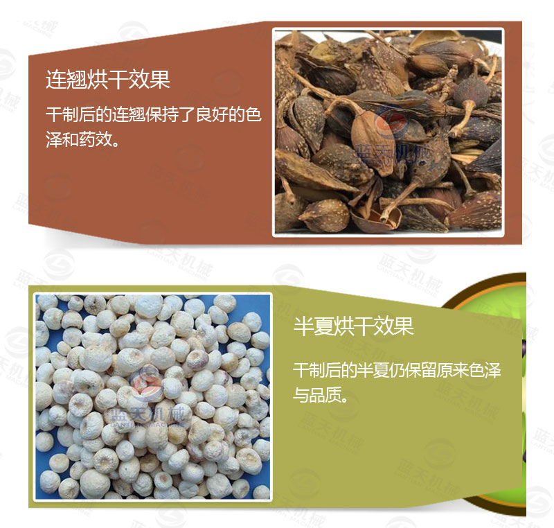 連翹網帶式烘干機產品烘干介紹